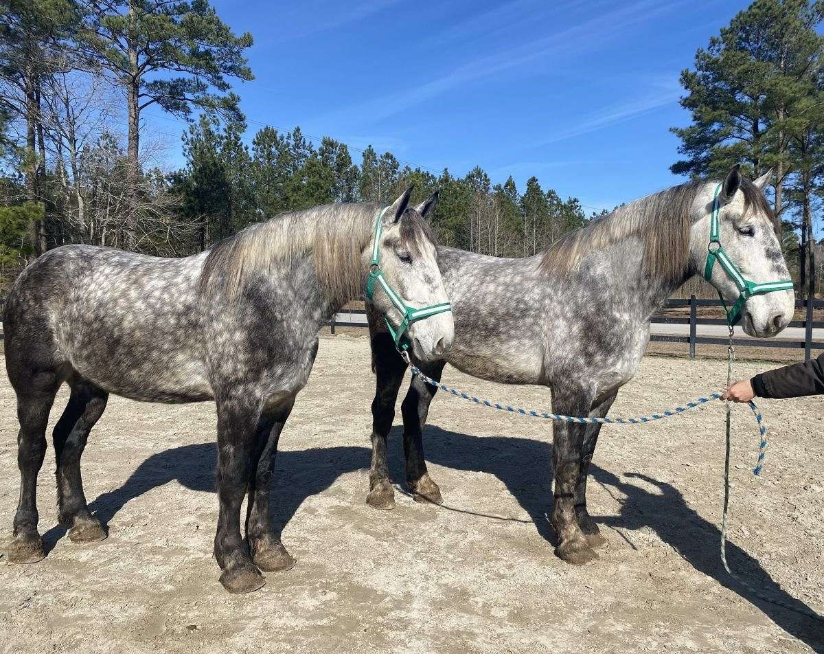 Livestock Horse For Sale Stock 1526294 InnerCoastal Livestock