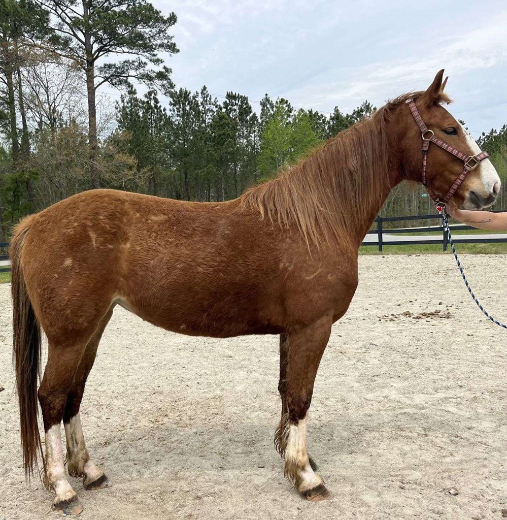 Livestock Horse For Sale Stock 1534457 InnerCoastal Livestock